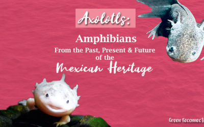 Axolotls: Amphibians From the Past, Present, and Future of the Mexican Heritage