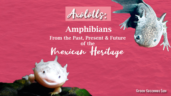 Axolotls: Amphibians From the Past, Present, and Future of the Mexican Heritage