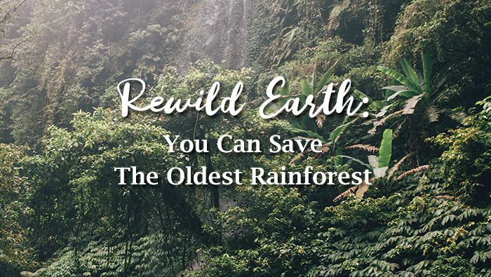 Rewild Earth: You Can Save The Oldest Rainforest